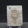 Ammonites Dactylioceras