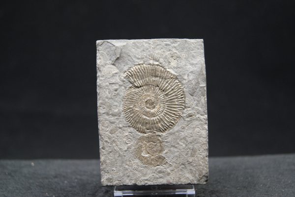 Ammonites Dactylioceras