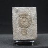 Ammonites Dactylioceras