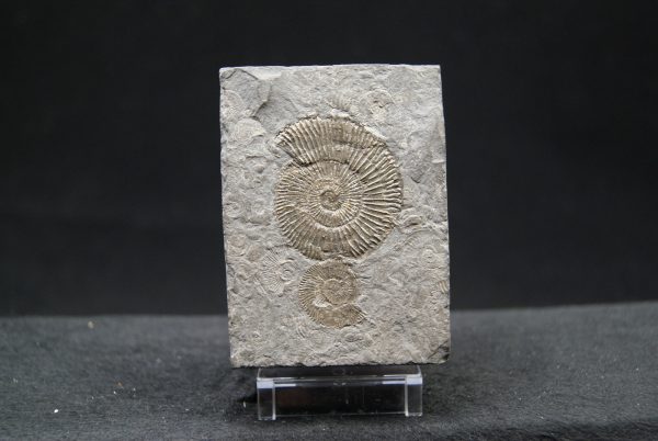 Ammonites Dactylioceras
