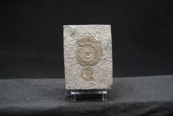 Ammonites Dactylioceras