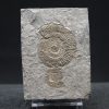 Ammonites Dactylioceras