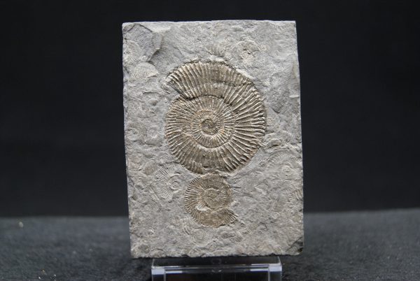 Ammonites Dactylioceras