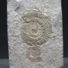 Ammonites Dactylioceras