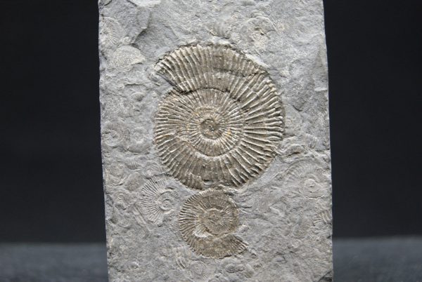Ammonites Dactylioceras