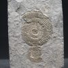 Ammonites Dactylioceras