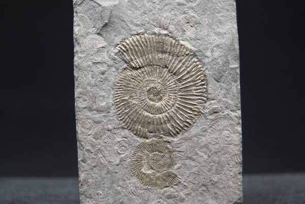 Ammonites Dactylioceras
