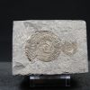 Ammonites Dactylioceras