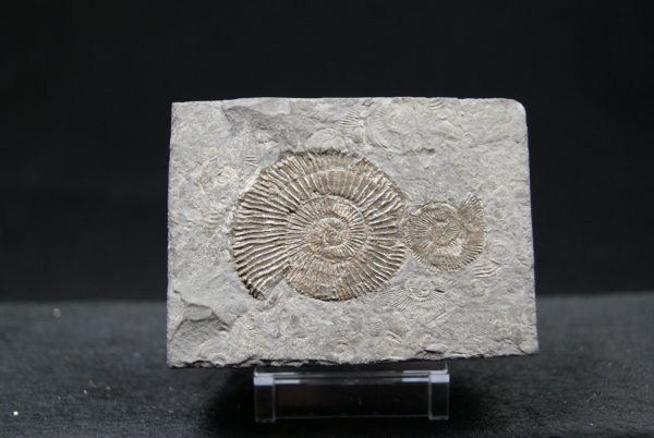 Ammonites Dactylioceras
