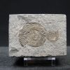 Ammonites Dactylioceras