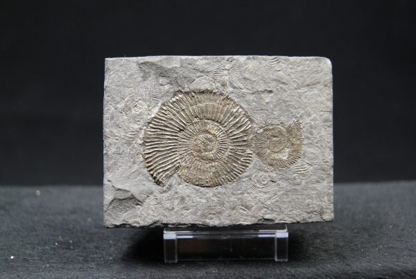 Ammonites Dactylioceras