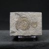 Ammonites Dactylioceras