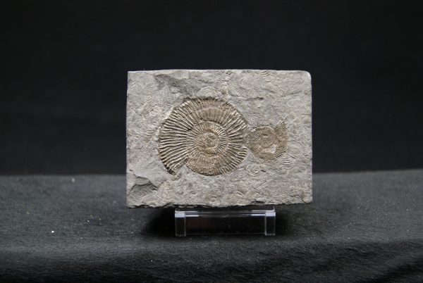 Ammonites Dactylioceras