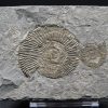 Ammonites Dactylioceras