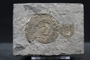 Ammonites Dactylioceras