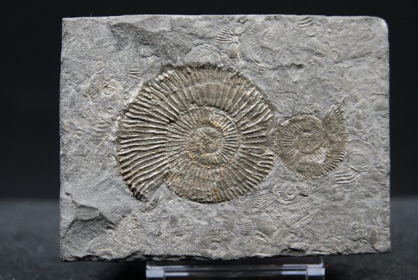 Ammonites Dactylioceras