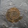 Ammonites Dactylioceras