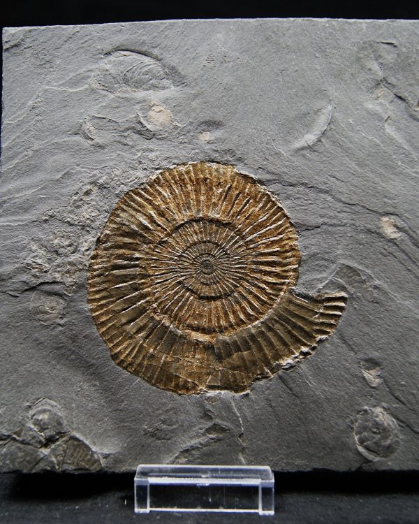 Ammonites Dactylioceras