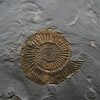 Ammonites Dactylioceras