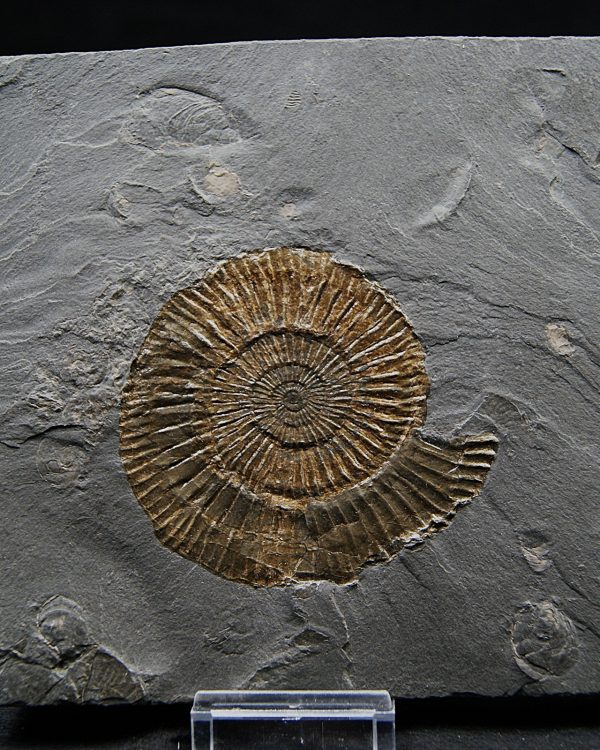 Ammonites Dactylioceras
