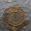 Ammonites Dactylioceras