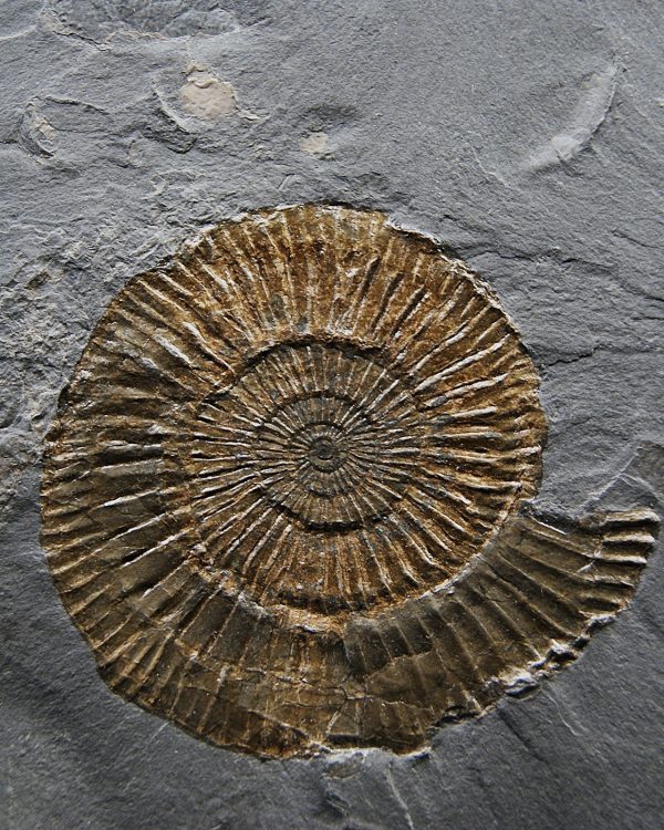 Ammonites Dactylioceras