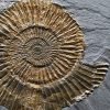 Ammonites Dactylioceras