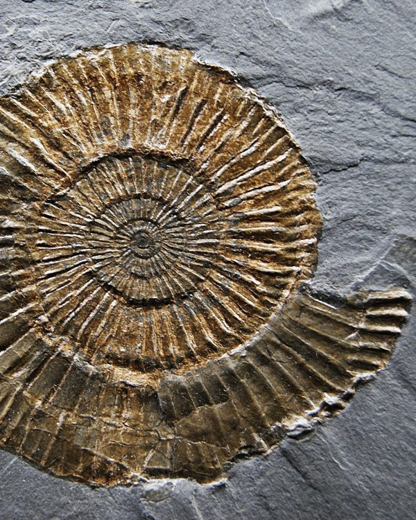 Ammonites Dactylioceras