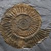 Ammonites Dactylioceras