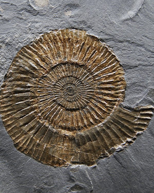 Ammonites Dactylioceras