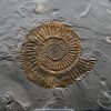 Ammonites Dactylioceras