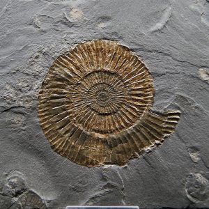 Ammonites Dactylioceras