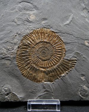 Ammonites Dactylioceras