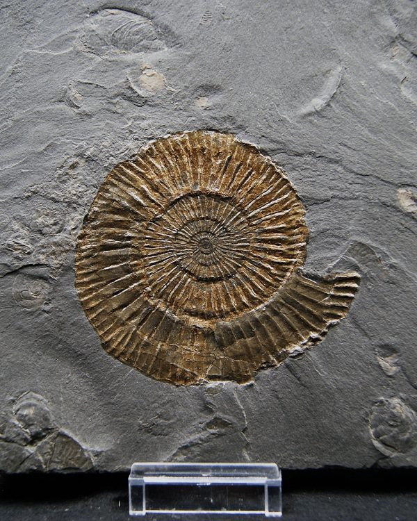 Ammonites Dactylioceras