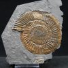 Ammonites Dactylioceras