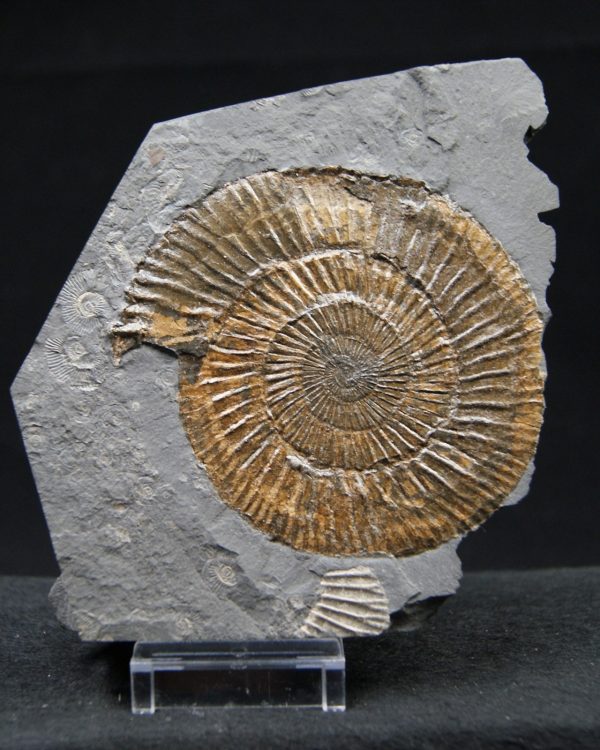Ammonites Dactylioceras