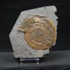 Ammonites Dactylioceras