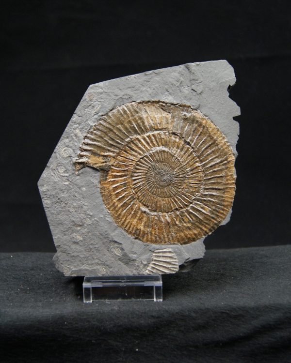 Ammonites Dactylioceras