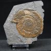 Ammonites Dactylioceras