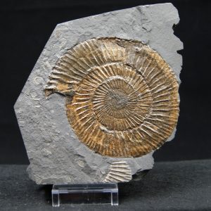 Ammonites Dactylioceras