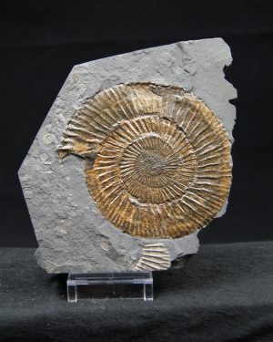 Ammonites Dactylioceras