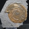 Ammonites Dactylioceras