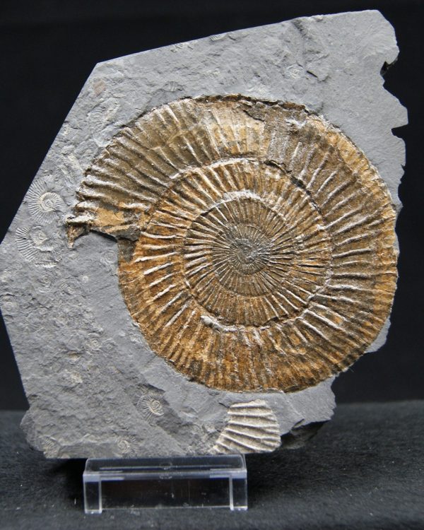 Ammonites Dactylioceras