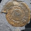 Ammonites Dactylioceras