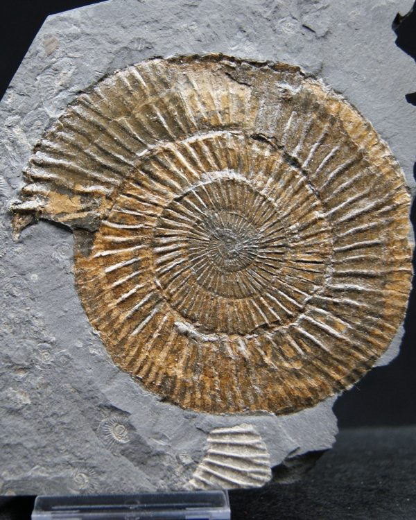 Ammonites Dactylioceras