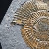 Ammonites Dactylioceras