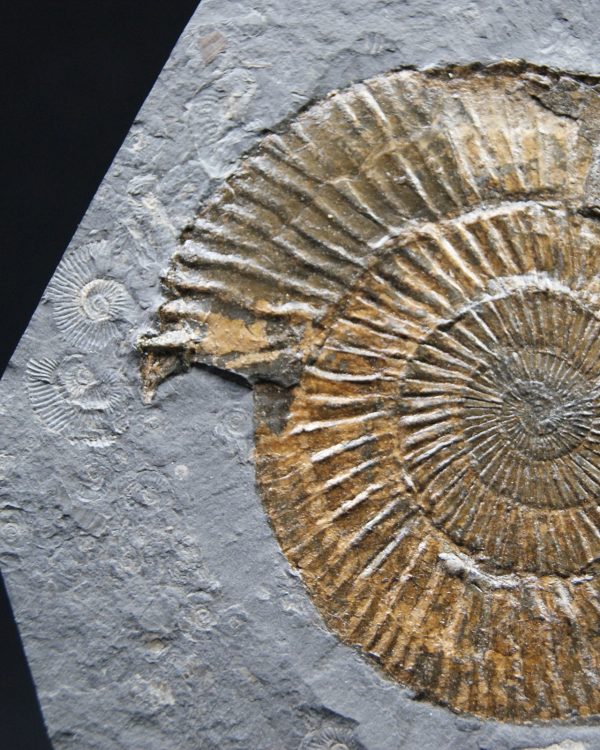 Ammonites Dactylioceras
