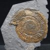 Ammonites Dactylioceras