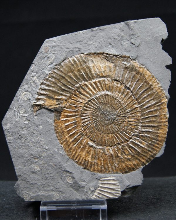 Ammonites Dactylioceras