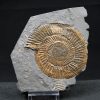 Ammonites Dactylioceras
